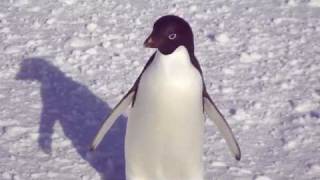 adelie penguin approach [upl. by Rogerio]