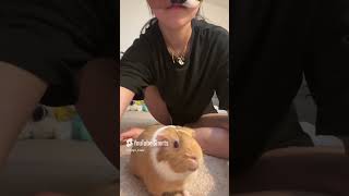 Guinea pig ASMR guineapig furry alterhuman therian [upl. by Anelyak509]