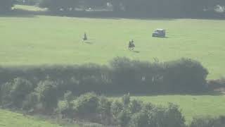 Deer coursing with vehicles Devon and Somerset Staghounds [upl. by Kcirrek477]