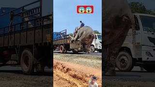 hathi mere sathi😱crazyfunny trending short [upl. by Mezoff]