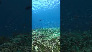 FISH SPAWNING OVER THE REEF nature viralvideo video fyp asmr wildlife ocean instagram fish [upl. by Ettebab]