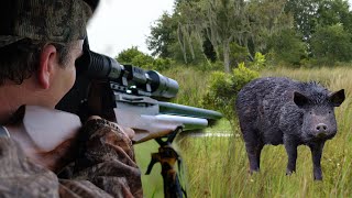 WILD HOG HUNT with 72 Cal AIR RIFLE  Aea Zeus [upl. by Collimore]