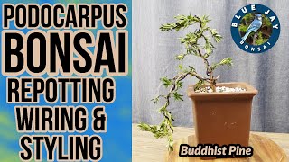 How to Make a Podocarpus Bonsai  Cascade Style Buddhist Pine Bonsai [upl. by Vadnee99]