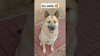 His mile tickled me shorts dog pet German Shepherd Husky [upl. by Azalea]