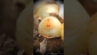 wasp larvae 😲  Tropical Forest Bees bees wasps [upl. by Leacock]