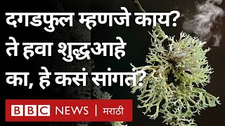 Biodiversity Day  Lichen म्हणजे काय दगडफुल Air Quality विषयी काय सांगतं  Spice  Rare Foods [upl. by Nawiat483]