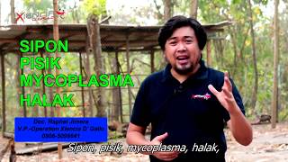 Mabisang gamot sa Sipon Pisik Halak at Mycoplasma [upl. by Acinna]