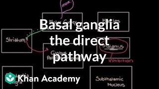 The basal ganglia  The direct pathway  Nervous system diseases  NCLEXRN  Khan Academy [upl. by Trainor]