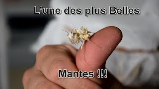 Nouveautés  Lune des plus belles mantes dans nos élevages [upl. by Bogie]