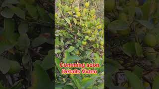 Lemon plantOrganic Lemon plant How To grow organic lemon plant At Homelemonlebushortsyoutube [upl. by Atilemrac381]