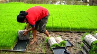 ชาวนาวันหยุด การม้วนแผ่นกล้า Roll up Rice Seedling Nursery [upl. by Penhall]