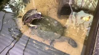 Rote Roti Island Snakenecked Turtle Chelodina mccordi Courtship Mating Breeding [upl. by Routh]