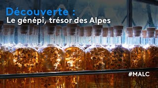 Découverte  le génépi trésor des Alpes [upl. by Aiet]