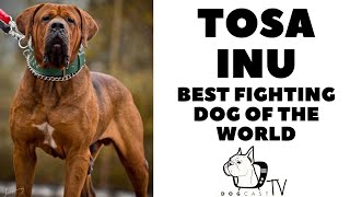 Tosa Inu dog breed  The Japanese figting dog DogCastTV [upl. by Wittie517]