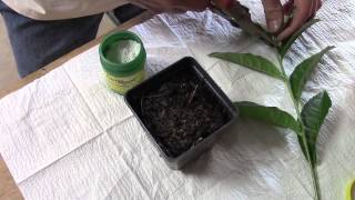 Tea Propagation from Cuttings [upl. by Hecht44]