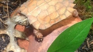 New Rare Turtles Geoemyda spengleri [upl. by Ddahc]