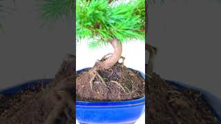 Sensational Evergreen Mediterranean Aleppo Pine Bonsai [upl. by Tratner]