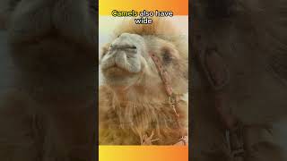 Camels Can Survive Without Water For TWO WEEKS🐪🐫🐪🐫🏜️animals animalfacts shorts [upl. by Clementina]