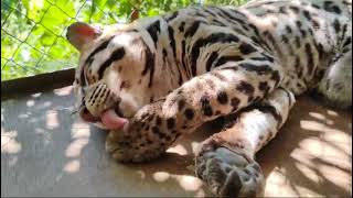 Прекрасный оцелот чистоталучшая красота A beautiful ocelot Cleanliness is the best beauty [upl. by Mohun]