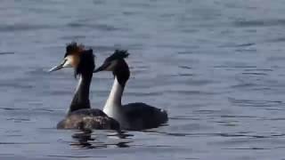 Great Crested Grebes at Linlithgow Loch 4KUHD [upl. by Macmahon143]