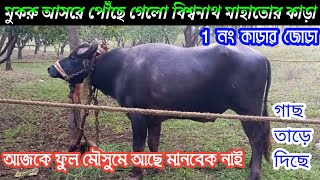 বড়মুকরু আসরে আগত 1 নং কাড়ার জোড়া আজকে বিশাল মৌসুমে আছে [upl. by Aihtak723]