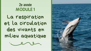 2e année  Module 1  La respiration et la circulation des vivants en milieu aquatique [upl. by Ssac954]