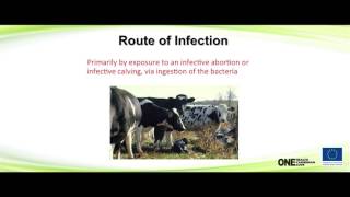 Brucellosis Awareness Protecting Your Health  Livestock  Zoonosis  Meat amp Dairy Products [upl. by Aztilay]