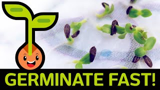 🌱 Fast amp Easy Seed Germination How to Start Seedlings from Paper Towel Method Container vs Baggie [upl. by Lemrac653]