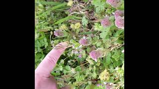 This Crazy Weed Explodes With The Slightest Touch In Slow Motion [upl. by Nedaj177]