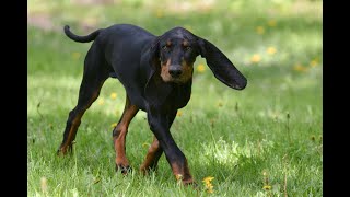 Black And Tan Coonhound pros and cons of owning Black and Tan Coonhounds [upl. by Atalee]