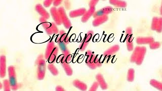 Endospore Introduction and Structure [upl. by Drawe]