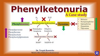 8 Phenylketonuria  Amino acid Metabolism  Biochemistry  NJOY Biochemistry [upl. by Brogle832]