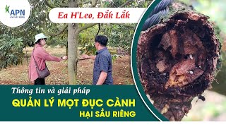 APN  THÔNG TIN VÀ GIẢI PHÁP QUẢN LÝ MỌT ĐỤC CÀNH HẠI SẦU RIÊNG motduccanh anphatnong saurieng [upl. by Atineb]