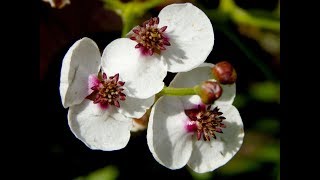 Стрелолист обыкновенный Sagittaria sagittifolia [upl. by Enela]