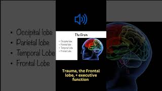 Trauma the Frontal lobe  executive function [upl. by Iraj]