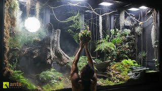 I Added Carnivorous Pitcher Plants into My Giant Rainforest Vivarium [upl. by Rawdon804]