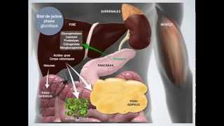 Métabolisme énergétique État de jeûne [upl. by Aizirtap449]