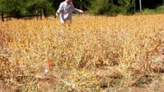 Dryland Safflower in California Foothill Rangelands [upl. by Maximo338]