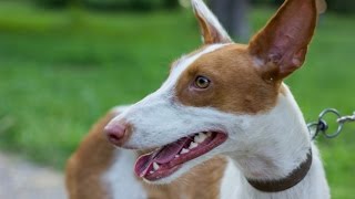 Podenco Ibicenco  Raza de Perro [upl. by Fulks341]