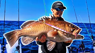 MONSTER Grouper Caught Fishing ONLY Public Numbers You Can Do This Too [upl. by Ynaitirb]