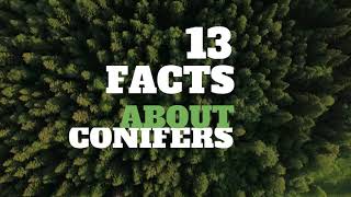 13 Amazing Facts About Conifers  HD Video [upl. by Willard]