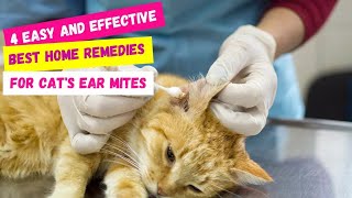 How To Treat Cat Ear Mites At Home  4 Best Home Remedies For Ear Mites In Cats [upl. by Schwarz]