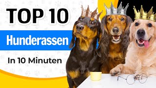 10 Beliebtesten Hunderassen in 10 Minuten [upl. by Ellehcear]