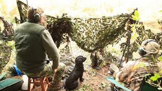 Pigeon Shooting in the south of Ireland  HD Part 7 [upl. by Fleischer]