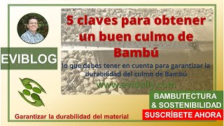 🖐5 CLAVES🔑 para obtener un BUEN CULMO DE BAMBÚ🎋 [upl. by Ellwood]