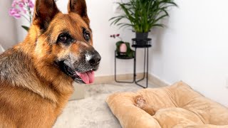 What Does My German Shepherd do when a Tiny Kitten Occupying his Bed [upl. by Tommie]