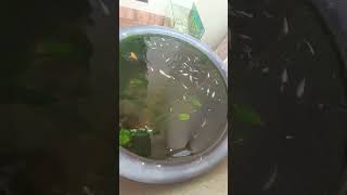 Machli k bacche 😱 mollyfish guppy insects blackmolly vlog myfishtank guppylover petsvlog [upl. by Fosdick]