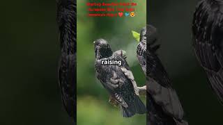 How European Starlings Conquered North America  Europeanstarling youtube [upl. by Neerihs256]