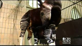 Belgian zoo welcomes newborn okapi [upl. by Nevins]