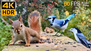 Cat TV for Cats to Watch 😺 Unlimited Birds Chipmunks Squirrels 🐿 8 Hours 4K HDR 60FPS [upl. by Ah]